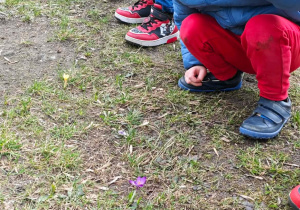 Dzieci odnalazły w przedszkolnym ogrodzie krokusy.