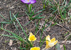 Krokusy rosnące w przedszkolnym ogrodzie.