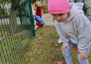 Dzieci odnalazły w przedszkolnym ogrodzie krokusy.