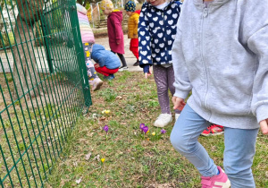 Dzieci odnalazły w przedszkolnym ogrodzie krokusy.