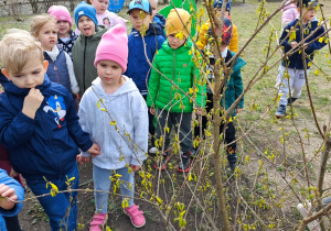 Dzieci odnalazły w przedszkolnym ogrodzie kwitnącą forsycję..