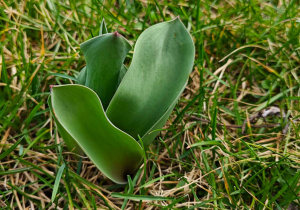 Dzieci odnalazły w przedszkolnym ogrodzie wschodzące tulipany.
