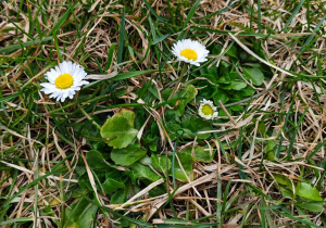 Dzieci odnalazły w przedszkolnym ogrodzie stokrotki.