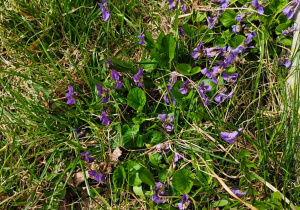Dzieci odnalazły w przedszkolnym ogrodzie fiołki.