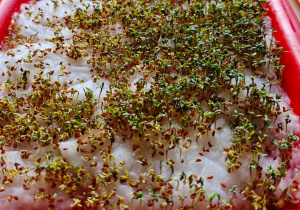 Wysiana rzeżucha wypuściła listki.