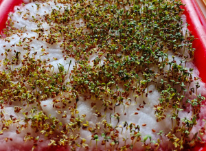 Szczypiorek i rzeżucha