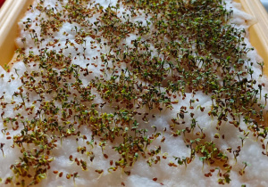 Wysiana rzeżucha wypuściła listki.