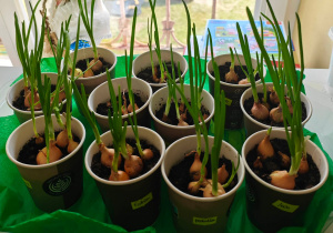 Z posadzonych niedawno cebulek wyrosły bujne szczypiorki.