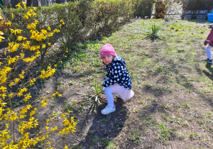 Dzieci szukją w przedszkolnym ogrodzie ukrytych przez zajączka czekoladowych jajaeczek.