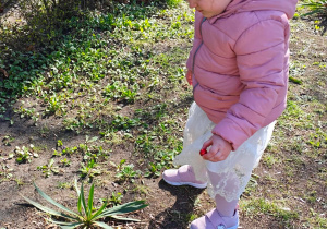 Dzieci szukją w przedszkolnym ogrodzie ukrytych przez zajączka czekoladowych jajaeczek.