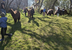 Dzieci podczas zajęć edukacyjnych z alpakami.