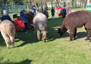 Dzieci podczas zajęć edukacyjnych z alpakami.