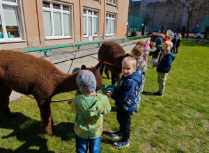 Zajęcia edukacyjne z alpakami