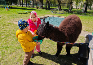 Dzieci karmią alpaki.