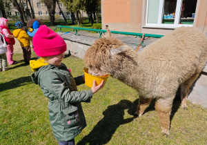Dziewczynka karmi alapaki.