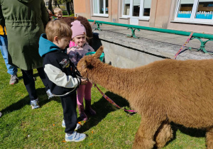 Dzieci karmią alpaki.
