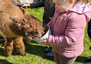 Dzieci karmią alpaki.
