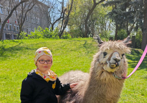 Dziecko pozuje z alpaką do zdjęcia.