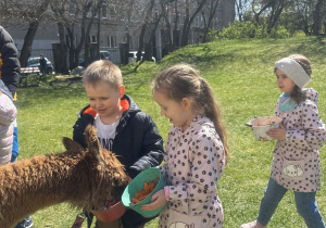 Dzieci podczas zajęć edukacyjnych z alpakami