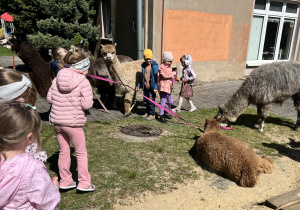 Dzieci podczas zajęć edukacyjnych z alpakami