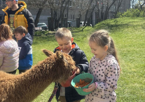 Dzieci podczas zajęć edukacyjnych z alpakami