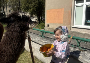 Dzieci podczas zajęć edukacyjnych z alpakami