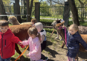 Dzieci podczas zajęć edukacyjnych z alpakami