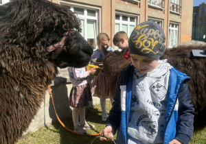 Dzieci podczas zajęć edukacyjnych z alpakami