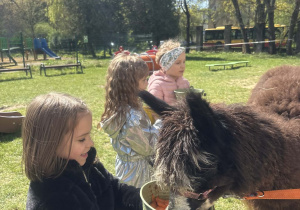 Dzieci podczas zajęć edukacyjnych z alpakami