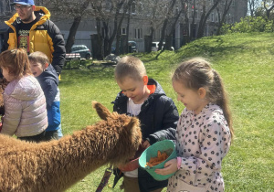 Dzieci podczas zajęć edukacyjnych z alpakami