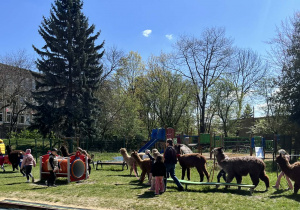 Dzieci podczas zajęć edukacyjnych z alpakami