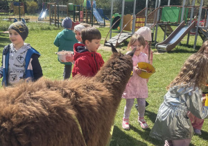 Dzieci podczas zajęć edukacyjnych z alpakami