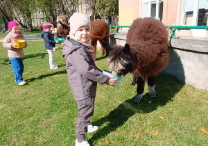 Dzieci podczas zajęć edukacyjnych z alpakami.