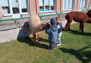 Dzieci podczas zajęć edukacyjnych z alpakami.