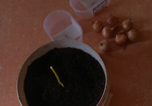 Zakładamy hodowlę cebuli.