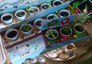 hodujemy rośliny